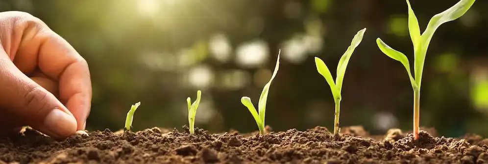 transplant average life